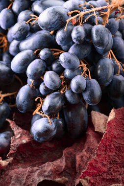 Kurumuş asma yapraklı mavi üzümlere yakın çekim.
