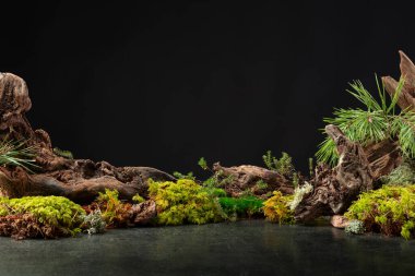 Yosun, yosun, çam dalları ve çıkıntılardan oluşan soyut bir kuzey doğası sahnesi. Kozmetik, güzellik ürünleri markalaşma, kimlik ve ambalaj için arka plan. Boşluğu kopyala.