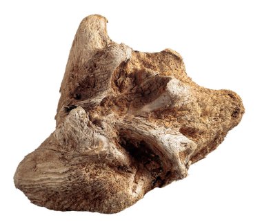 Kozalaklı bir ağacın kuru çıkıntısı, beyaz bir arka planda izole edilmiş eski yıpranmış bir yardım tahtası..