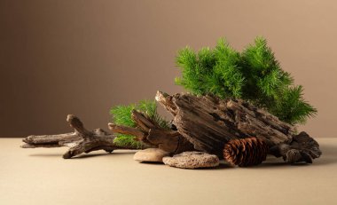 Spruce dalları, taşlar ve kuru pürüzlerden oluşan soyut doğa sahnesi. Bej arka planda geleneksel Japon bonsai minyatür ağacı. Boşluğu kopyala.