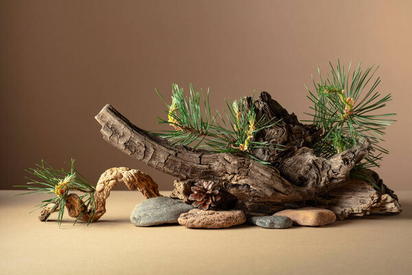 Abstract nature scene with a composition of pine branches, stones, and dry snags. Beige background for cosmetics, beauty product branding, identity, and packaging. Copy space.