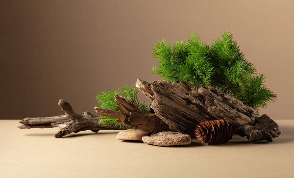 Abstract nature scene with a composition of spruce branches, stones, and dry snags. Traditional japanese bonsai miniature tree on a beige background. Copy space.