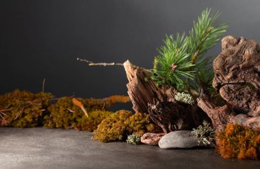 Yosun, yosun, çam dalları ve çıkıntılardan oluşan soyut bir kuzey doğası sahnesi. Kozmetik, güzellik ürünleri markalaşma, kimlik ve ambalaj için arka plan. Boşluğu kopyala.