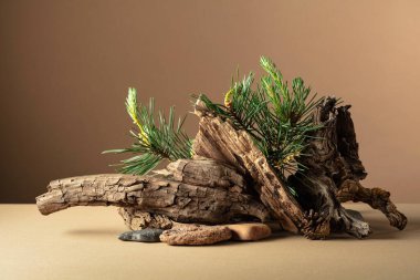 Çam dalları, taşlar ve kuru pürüzlerden oluşan soyut doğa sahnesi. Kozmetik için bej arka plan, güzellik ürünü markalaşma, kimlik ve ambalaj. Boşluğu kopyala.