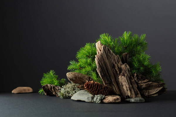 Abstract nature scene with a composition of spruce branches, stones, and dry snags. Traditional japanese bonsai miniature tree on a black background. Copy space.