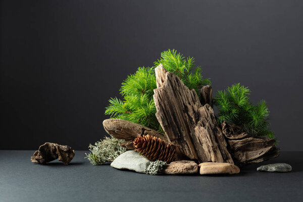 Abstract nature scene with a composition of spruce branches, stones, and dry snags. Traditional japanese bonsai miniature tree on a black background. Copy space.