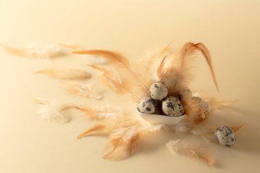 Bej arka planda bıldırcın yumurtası ve tüyleri. Boşluğu kopyala.