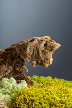 Doğal yosun ve liken ile kurumuş ahşap kaplama. Ürününüzü bir engele takın. Eko ürün konsepti. Boşluğu kopyala.