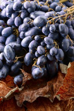 Kurumuş asma yapraklı mavi üzümlere yakın çekim.