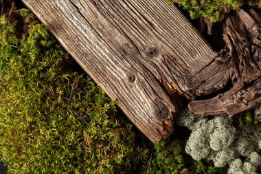 Yosun, yosun ve kuru pürüzler içeren soyut kuzey doğası sahnesi. Ürününüzü eski ahşap bir podyuma koyun. Boşluğu kopyala.