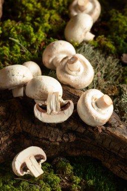 Yenilebilir agaricus bisporus düğmesi mantarları. Beyaz şampiyonlar yosun ormanında kapana kısıldılar.