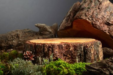 Doğal ahşap, yosun ve yosun karışımı. Ürününüzü bir çam kütüğüne koyun. Boşluğu kopyala.