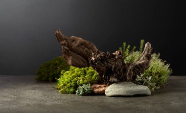 Yosun, yosun, dallar ve engellerle dolu soyut bir kuzey doğası sahnesi. Kozmetik, güzellik ürünleri markalaşma, kimlik ve ambalaj için arka plan. Boşluğu kopyala.