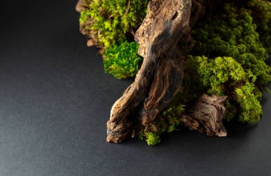 Yosun, yosun ve eski pürüzlerden oluşan soyut bir kuzey doğası sahnesi. Kozmetik, güzellik ürünü markalaşma, kimlik ve ambalaj için nötr siyah arkaplan. Boşluğu kopyala.