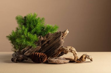 Spruce dalları, taşlar ve kuru pürüzlerden oluşan soyut doğa sahnesi. Kozmetik için bej arka plan, güzellik ürünü markalaşma, kimlik ve ambalaj. Boşluğu kopyala.