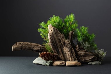 Spruce dalları, taşlar ve kuru pürüzlerden oluşan soyut doğa sahnesi. Kozmetik, güzellik ürünleri markalaşma, kimlik ve ambalaj için siyah arka plan. Boşluğu kopyala.