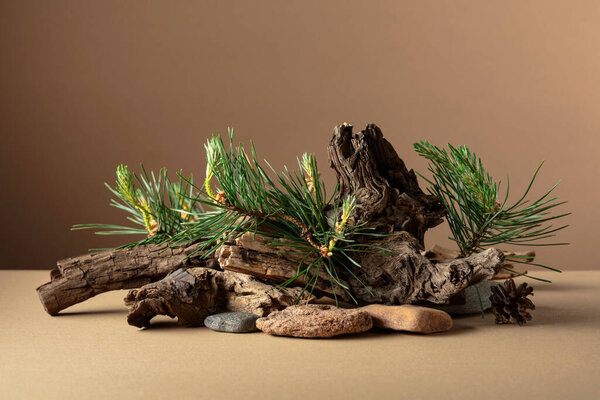 Abstract nature scene with a composition of pine branches, stones, and dry snags. Beige background for cosmetics, beauty product branding, identity, and packaging. Copy space.