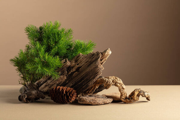 Abstract nature scene with a composition of spruce branches, stones, and dry snags. Beige background for cosmetics, beauty product branding, identity, and packaging. Copy space.