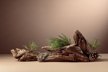 Leğen, çam dalları ve kuru pürüzler içeren soyut kuzey doğası sahnesi. Kozmetik için bej arka plan, güzellik ürünü markalaşma, kimlik ve ambalaj. Boşluğu kopyala.