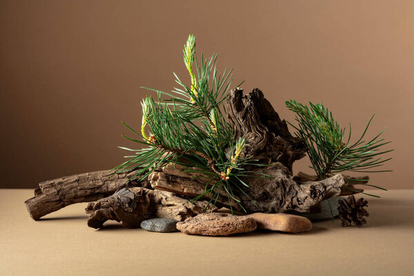 Abstract nature scene with a composition of pine branches, stones, and dry snags. Beige background for cosmetics, beauty product branding, identity, and packaging. Copy space.