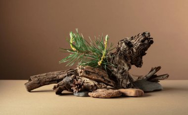 Çam dalları, taşlar ve kuru pürüzlerden oluşan soyut doğa sahnesi. Kozmetik için bej arka plan, güzellik ürünü markalaşma, kimlik ve ambalaj. Boşluğu kopyala.