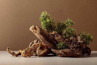 Bej arka planda böğürtlenli eski, kuru kaplar ve ardıç dalları. Kozmetik ve güzellik ürünleri markalaşma, kimlik ve paketleme için doğal bir zemin. Boşluğu kopyala.