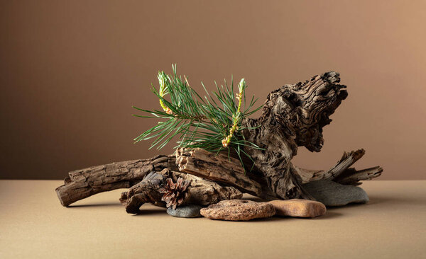 Abstract nature scene with a composition of pine branches, stones, and dry snags. Beige background for cosmetics, beauty product branding, identity, and packaging. Copy space.