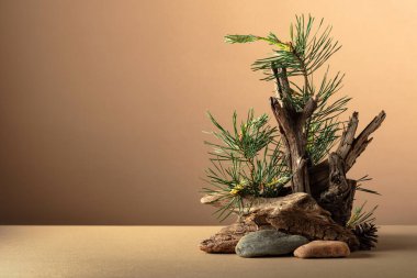 Çam dalları, taşlar ve kuru pürüzlerden oluşan soyut doğa sahnesi. Kozmetik için bej arka plan, güzellik ürünü markalaşma, kimlik ve ambalaj. Boşluğu kopyala.