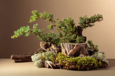 Çevre ürünleri için doğal ahşap, yosun ve ardıç dallarıyla kompozisyon. Ürününüzü bir kütüğe koyun. Boşluğu kopyala.