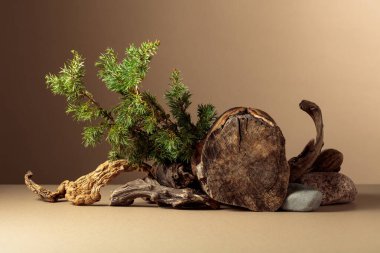 Doğal ahşap çıkıntılar, taşlar ve ekolojik ürünlerin reklamında kullanılan ardıç dallarıyla kompozisyon. Ürününüzü bir kütüğe koyun. Boşluğu kopyala.
