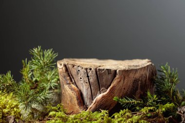 Çevre ürünleri için doğal ahşap, yosun ve ardıç dallarıyla kompozisyon. Ürününüzü bir kütüğe koyun. Boşluğu kopyala.