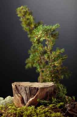 Çevre ürünleri için doğal ahşap, yosun ve ardıç dallarıyla kompozisyon. Ürününüzü bir kütüğe koyun. Boşluğu kopyala.