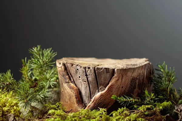 Çevre ürünleri için doğal ahşap, yosun ve ardıç dallarıyla kompozisyon. Ürününüzü bir kütüğe koyun. Boşluğu kopyala.