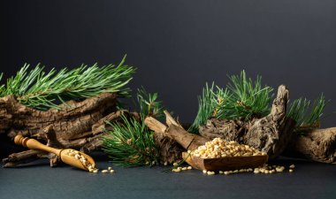 Çam fıstığı soyulmuş, sedir ağacı kurumuş ve yeşil dalları var. Siyah arka planda ahşap tabakta çam fıstığı.