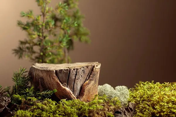 Çevre ürünleri için doğal ahşap, yosun ve ardıç dallarıyla kompozisyon. Ürününüzü bir kütüğe koyun. Boşluğu kopyala.