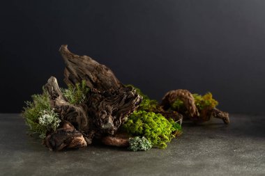 Yosun, yosun, dallar ve engellerle dolu soyut bir kuzey doğası sahnesi. Kozmetik, güzellik ürünleri markalaşma, kimlik ve ambalaj için arka plan. Boşluğu kopyala.