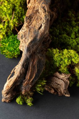 Yosun, yosun ve eski pürüzlerden oluşan soyut bir kuzey doğası sahnesi. Boşluğu kopyala.