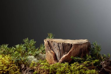 Çevre ürünleri için doğal ahşap, yosun ve ardıç dallarıyla kompozisyon. Ürününüzü bir kütüğe koyun. Boşluğu kopyala.