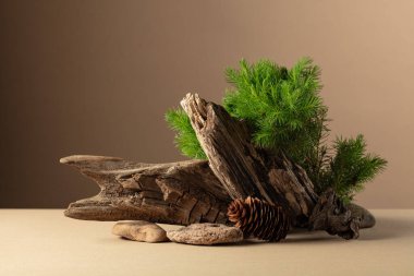 Spruce dalları, taşlar ve kuru pürüzlerden oluşan soyut doğa sahnesi. Kozmetik için bej arka plan, güzellik ürünü markalaşma, kimlik ve ambalaj. Boşluğu kopyala.