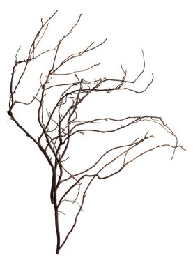 Karmaşık bir şekilde sarmalanmış bir çalılık beyaz bir arka planda izole edilir..