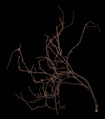 Karmaşık bir şekilde sarmalanmış bir çalılık siyah bir arka planda izole edilir..