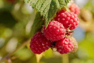 Sarmaşıkta olgunlaşmış kırmızı ahududuların yakın çekimi. Doğal ışık, yaz güneşli gün.