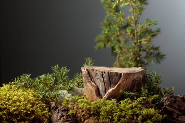 Çevre ürünleri için doğal ahşap, yosun ve ardıç dallarıyla kompozisyon. Ürününüzü bir kütüğe koyun. Boşluğu kopyala.