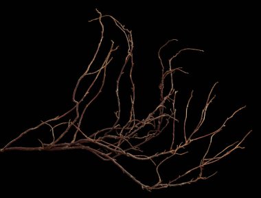 Karmaşık bir şekilde sarmalanmış bir çalılık siyah bir arka planda izole edilir..