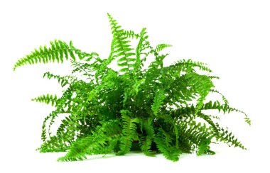 Beyaz arka planda izole edilmiş doğal estetik için zengin yapraklı yemyeşil eğreltiotu bitkisi..