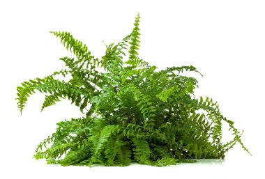 Beyaz arka planda izole edilmiş doğal estetik için zengin yapraklı yemyeşil eğreltiotu bitkisi..