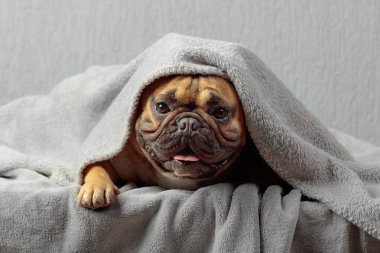 Arka plandaki gri duvarda gri battaniyenin altında yatan komik Fransız Bulldog. Boşluğu kopyala.