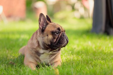 Bej rengi Fransız bulldog güneşli yaz gününde parkta yeşil bir çimenlikte dinleniyor.
