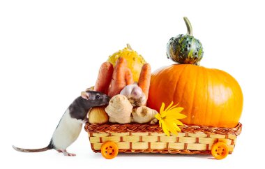 Bir fare sonbahar sebzelerini tekerlekli bir sepetin içinde taşır. Beyaz bir arkaplanda izole edilmiş.