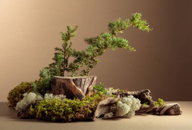 Çevre ürünleri için doğal ahşap, yosun ve ardıç dallarıyla kompozisyon. Ürününüzü bir kütüğe koyun. Boşluğu kopyala.